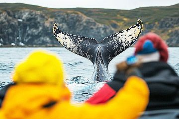 Whale Watching in Newfoundland Labrador