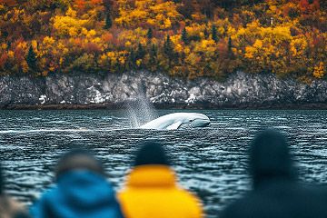 Whale Watching in Quebec