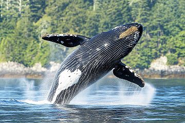 Whale Watching in Vancouver Island