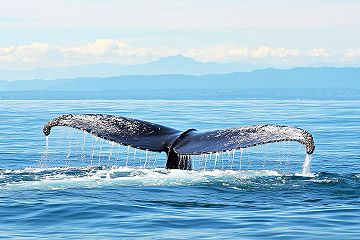 Whale Watching in Vancouver