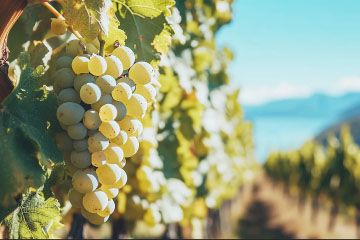 Wine Tours in Cowichan Valley