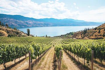 Wine Tours in Kelowna