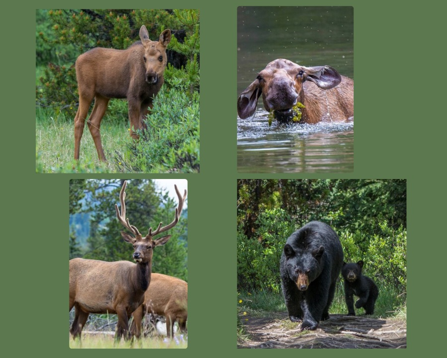 Animals You can meet during the Jasper Wildlife Tour