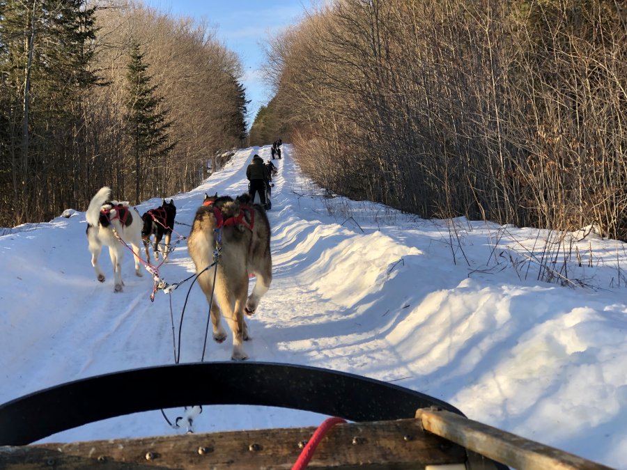 dog-sledding in the forest