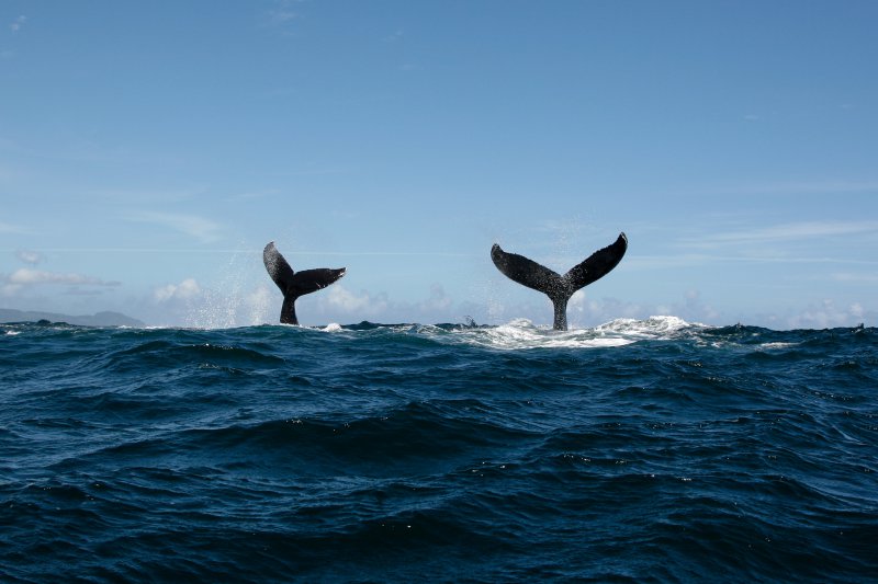 Whale Watching in Quebec