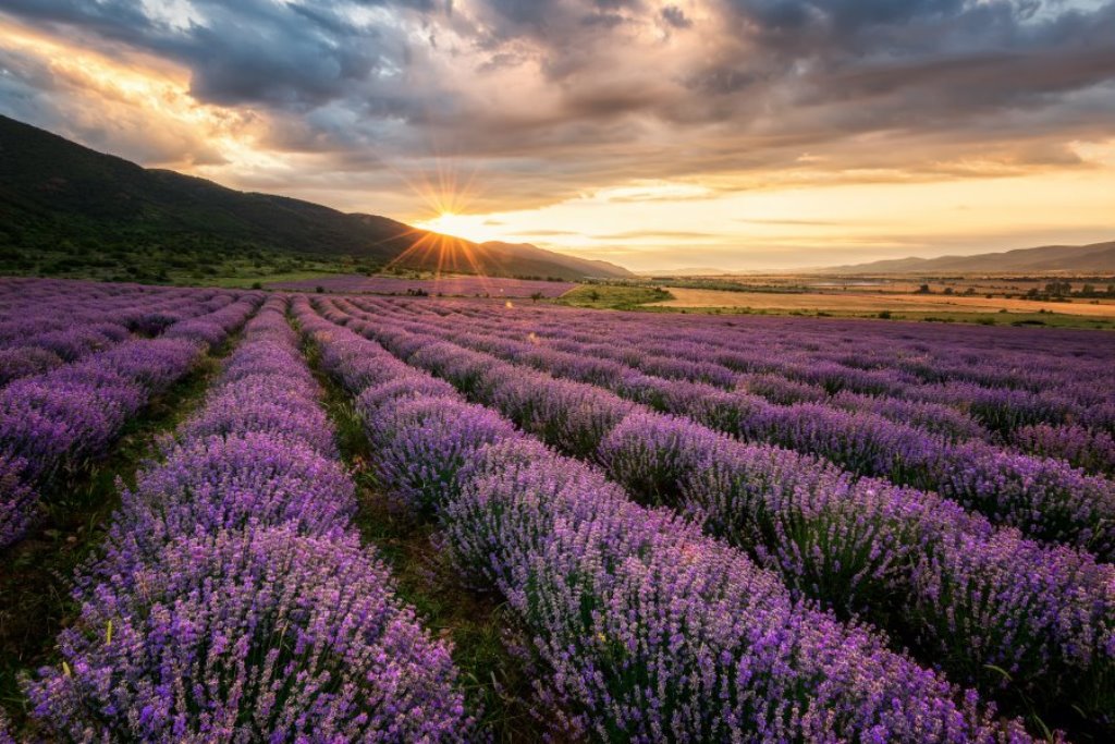 Lavender Fields near Montreal