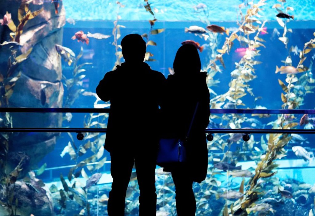 V-day at Ripley's aquarium