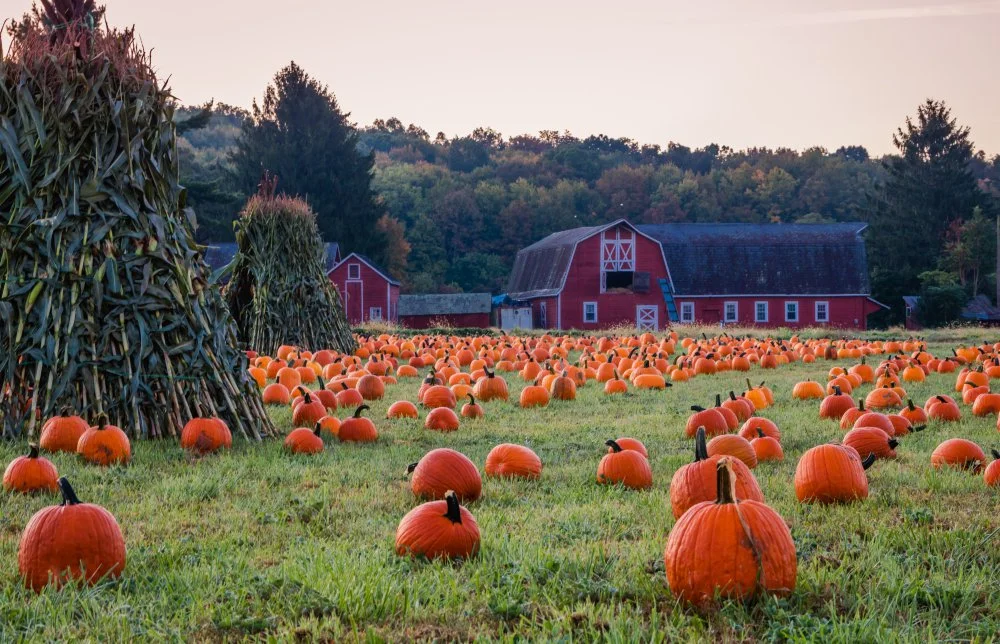 Halloween Pumpkin Patch to visit