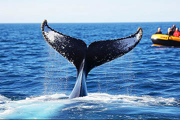 experience gifts whale watching